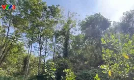 Giao đất trồng cao su nhưng bỏ hoang, nông dân thiếu đất sản xuất
