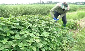 Kỳ vọng từ vùng trồng "lá Mùng 5" xứ Quảng