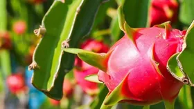 Fruit, vegetable exports surge on global demand