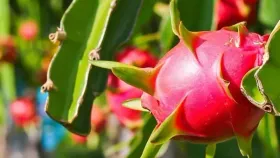 Vietnam aims for higher-value farm exports