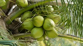 Coconut industry growth revives local livelihoods