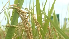 One-million-hectare rice plan enters new phase