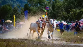 Ro Pagoda Ox racing festival bursts with excitement