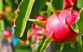 Thanh long xuất khẩu sang EU: Kiểm soát 30%, không phải 50% như đồn đoán