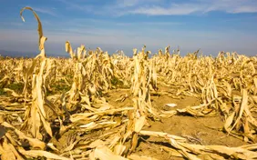 Nắng nóng cực đoan đe dọa hệ thống nông lương toàn cầu