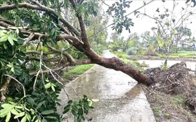 Dông lốc dữ dội ở Cà Mau, gần 50 căn nhà hư hại chỉ trong ít phút