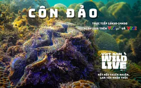 TRỰC TIẾP: Lặn biển Hòn Bông Lan cùng Vietnam Wild Live (12h30 VTVgo, VTV2)