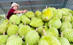 Cấp mã số vùng trồng sầu riêng: Gỡ điểm nghẽn, siết chất lượng