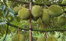 Việt - Trung tăng cường hợp tác chuỗi sầu riêng