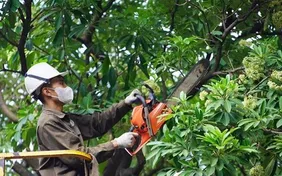 Hà Nội bắt đầu cắt tỉa hoa sữa trên nhiều tuyến phố, giảm mùi hương nồng