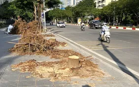 Hà Nội di dời cây xanh để xây hầm chui thứ 8