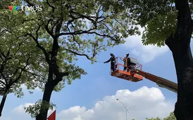 Hà Nội cắt tỉa hoa sữa: Người đồng tình, người muốn giữ làm kỷ niệm