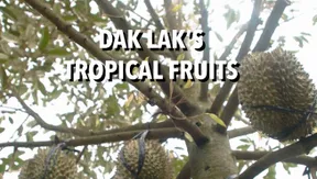 Dak Lak's Tropical fruits - Fine Cuisine