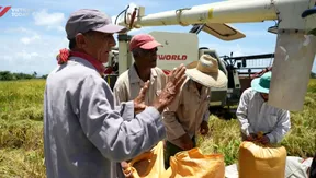 Vietnamese rice seeds cuban growing revolution
