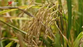 High-tech rice initiative