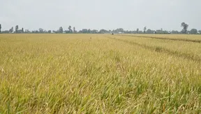 Vietnam pushes million-hectare premium rice plan