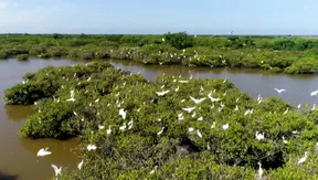 Xuan Thuy National Park - Vietnam's First Ramsar Site