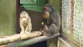 Sapa's Haven for Wildlife