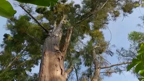 Preservation of rare water conifers - Vibes of Vietnam