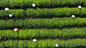 Vietnam's finest tea - Local Towards Global