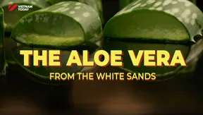 The Aloe Vera from the White Sands | Local Towards Global