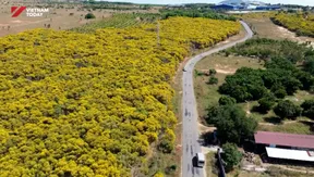 Acacia in full bloom along Lam Dong's coast