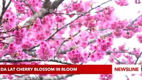 Da Lat cherry blossom in bloom