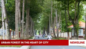 Urban forest in the heart of city