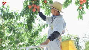 Japan Link - 08.01.2016