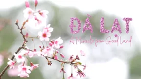 Đà Lạt - A Miracle from good land | Local Towards Global