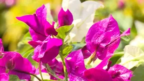 Flower villages in full bloom for Lunar New Year