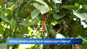 Pepper exports affected by Middle East conflict