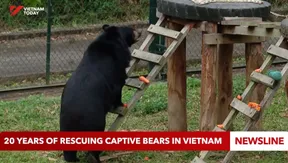 20 years of rescuing captive bears in Việt Nam