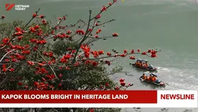 Kapok blooms bright in heritage land