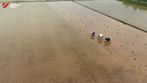 Rice Aroma, Rural Soul | VIBES OF VIETNAM