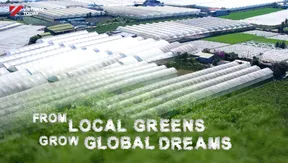 From local greens grow global dreams - Local Towards Global
