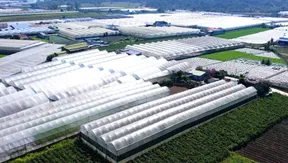 From Local Greens to Global Dreams | Local Towards Global