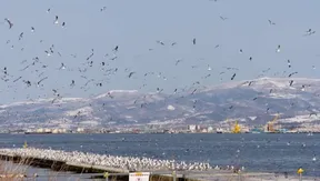 Japan disperses bird flocks with light