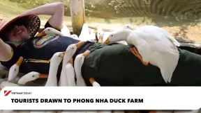Tourists drawn to Phong Nha duck farm