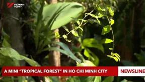 A mini “tropical forest” in Hồ Chí Minh City