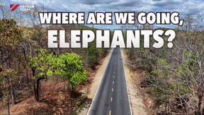 Where Are You Going, Elephants? | I-Report