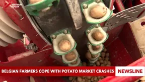 Belgian farmers cope with potato market crashes