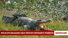 Wildlife releases help revive Việt Nam's forests