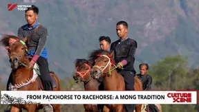 From packhorse to racehorse: a Mông tradition