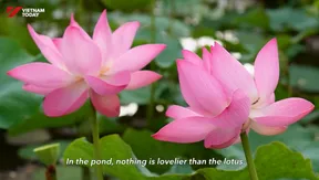 Lotus Season in the Wetlands | Vibes of Vietnam