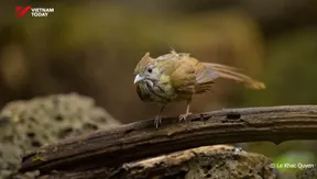 Bird photography: When art meets conservation