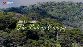 Life Beneath the Bidoup Canopy | Echoes of the Wild