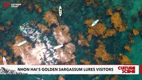 Nhơn Hải’s golden sargassum lures visitors
