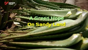A green hope on sandy land | Vibes of Vietnam