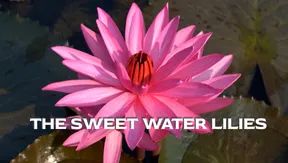 The Sweet Water Lilies | Vibes of Vietnam